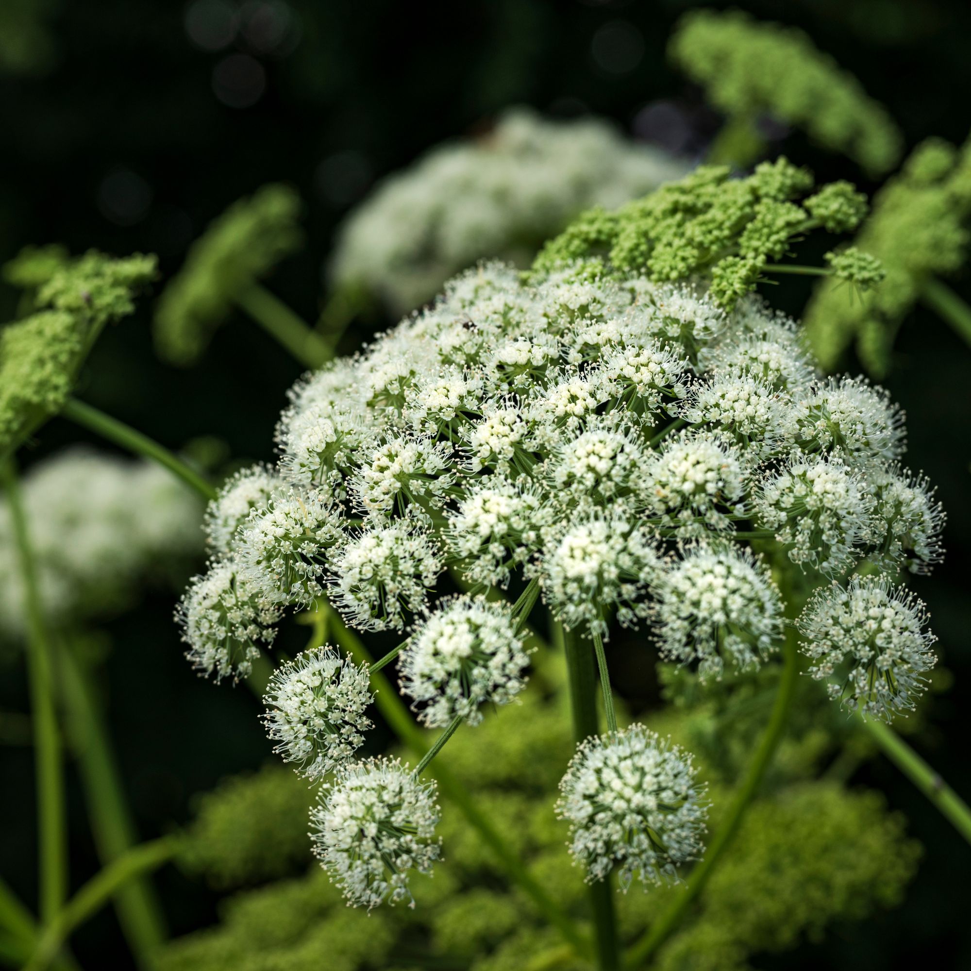 BIO esenciální olej z kořene Anděliky | Lázeňská káva